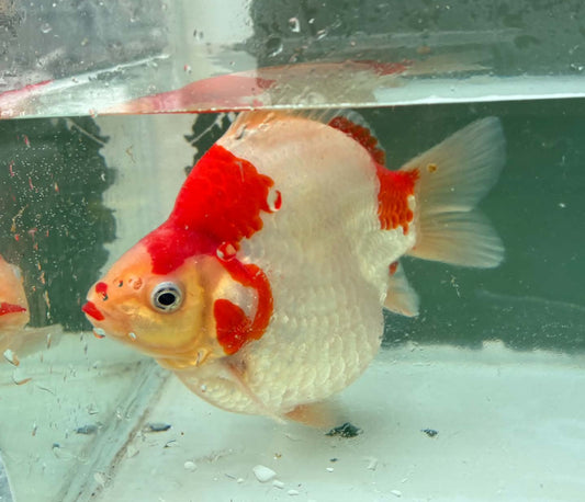 Super Red White Tamasaba 1 year Old D