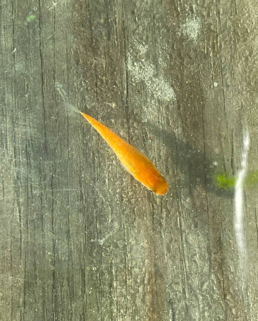 Juvenile Red Flame Medaka (4)