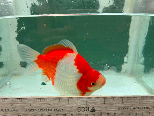 Super Red White Tosai Tamasaba 1 Yr Old i Female