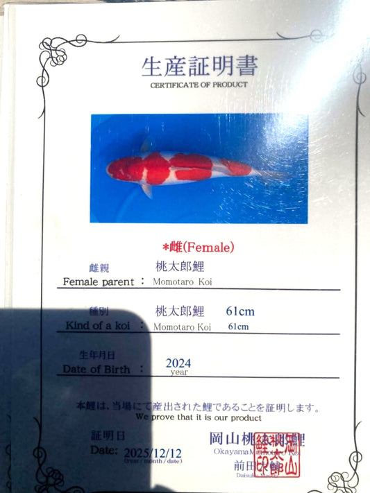 CERTIFIED MONOTARO KOHAKU FEMALE Nisai>Sansai 64cm