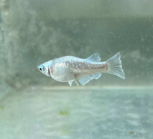 Juvenile Blue Flame Medaka (4)