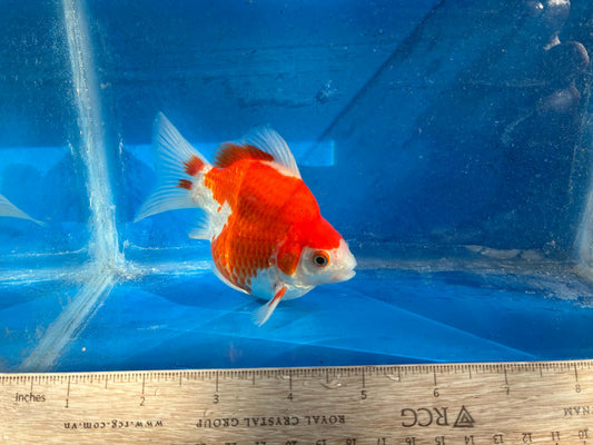 Red White Tamasaba Goldfish 5-6 inch Female