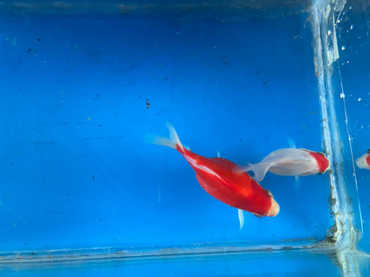 2 Red White Tamasaba Goldfish 3-4 Inch J