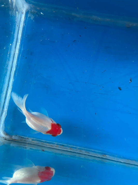 Red White Tamasaba Goldfish 3-4 Inch U