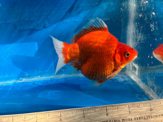 Red Tamasaba Goldfish 4-5 Inc B