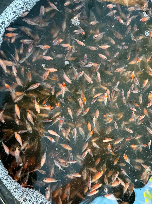 70 Tricolor Baby Tamasaba Goldfish
