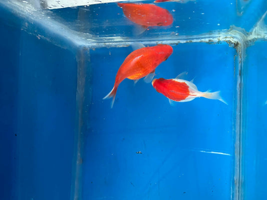 2 Red White Tamasaba Goldfish 3-4 Inch I