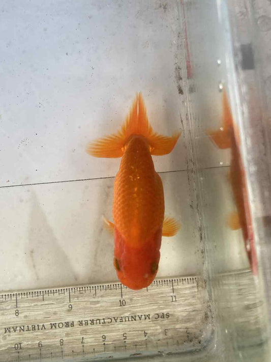 6 months Old Japanese Top view Ranchu G