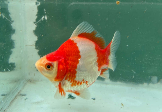 Red White Tosai Tamasaba 1 Yr Old Female O