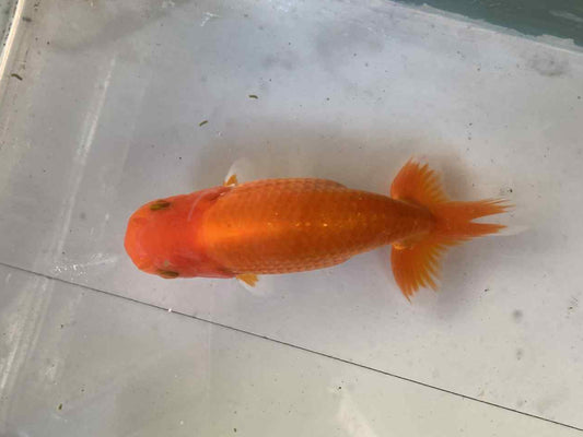 6 months Old Japanese Top view Ranchu F