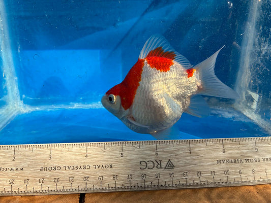 Red White Tamasaba Goldfish 4-5 Inc C