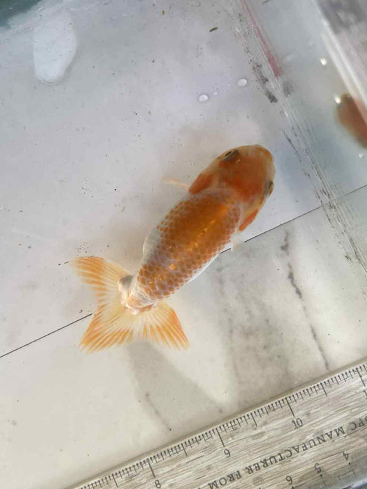 6 months Old Japanese Top view Ranchu D