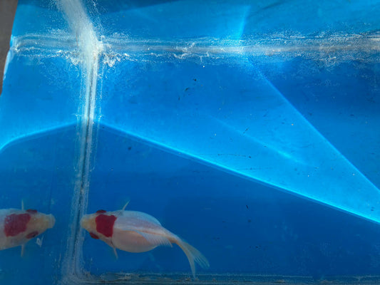 Red White Tamasaba Goldfish 3-4 Inch I
