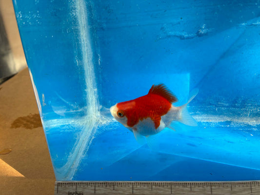 Red White Tamasaba Goldfish 3-4 Inch O