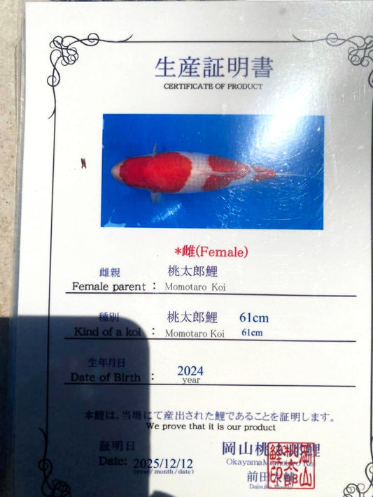 CERTIFIED MONOTARO KOHAKU FEMALE Nisai>Sansai62cm