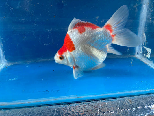 Red Tamasaba Goldfish 4-5 Inc E