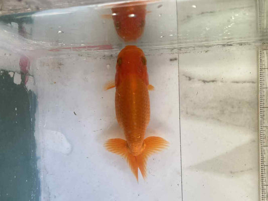 6 months Old Japanese Top view Ranchu C