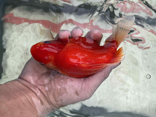 MFF 2-3 Years Old Tri-Color Tamasaba 5-6 in J