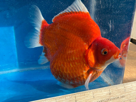 Beni (Red) Tamasaba Goldfish 6-7 Inch F