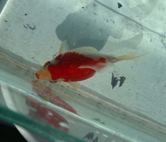 Red White Tamasaba 1 Year Old M