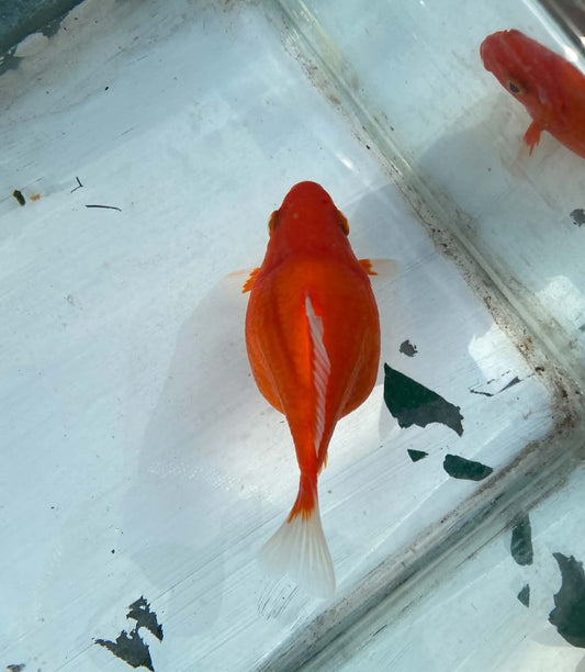 Jumbo Tamasaba 1 Year Old A