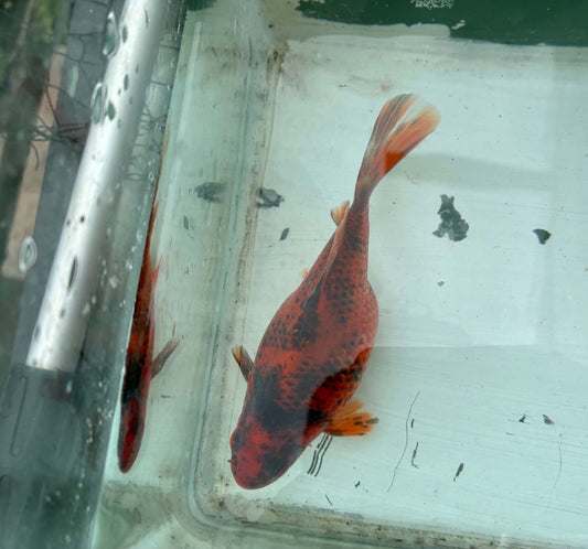 Tricolor Tosai Tamasaba 1 Yr Old Female Q