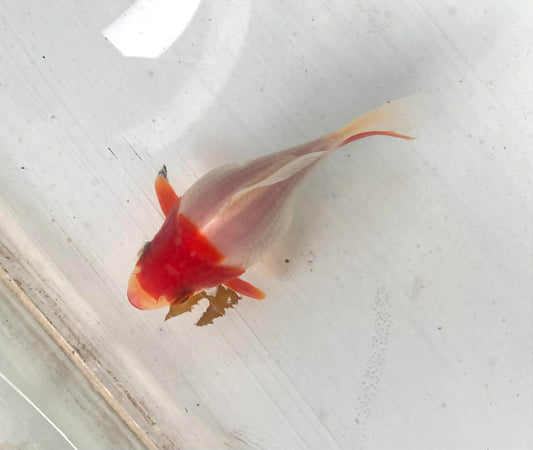Red/white Tamasaba Goldfish R