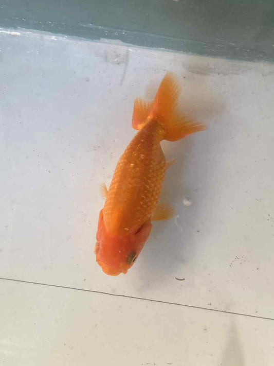 6 months Old Japanese Top view Ranchu A