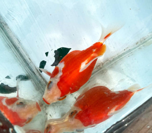 Red White Tamasaba Male 1 Year Old B