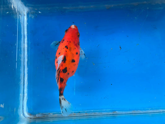 Calico Tamasaba Goldfish 3-4 Inch R