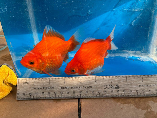 2 Red White Tamasaba Goldfish 3-4 Inch E