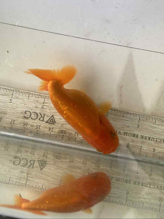 6 months Old Japanese Top view Ranchu B
