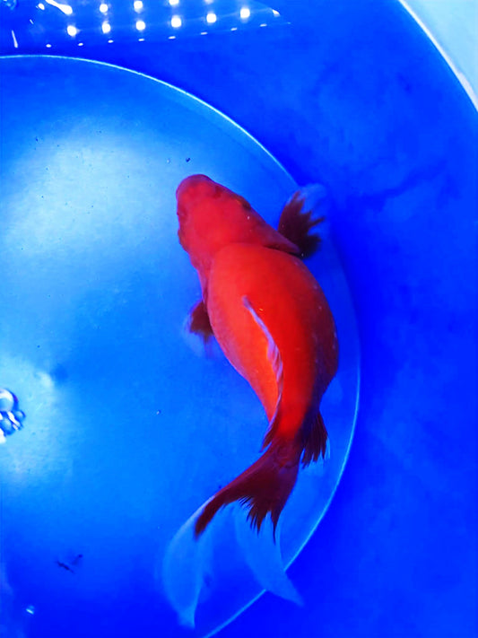 HQ Beni Tamasaba 5-6 in M P