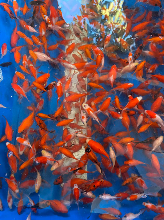 Young Tamasaba (Small)