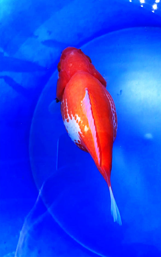 Red-White Tamasaba 5-6 in M M