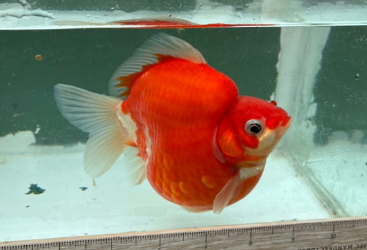 Super Red White Tosai Tamasaba 1 Yr Old H Female