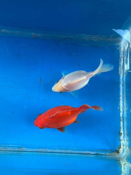 Red White Pair Tamasaba Goldfish 3-4 Inch