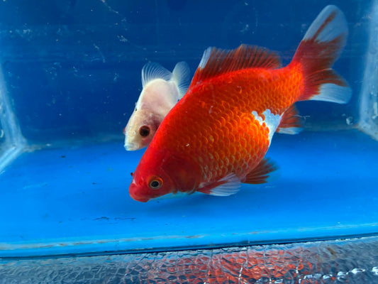 2 Red White Tamasaba Goldfish 3-4 Inch G