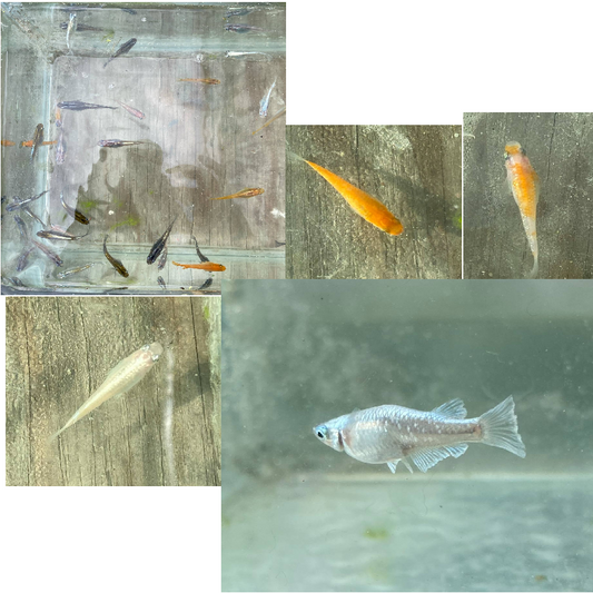 Juvenile Mixed Colors Medaka (5)