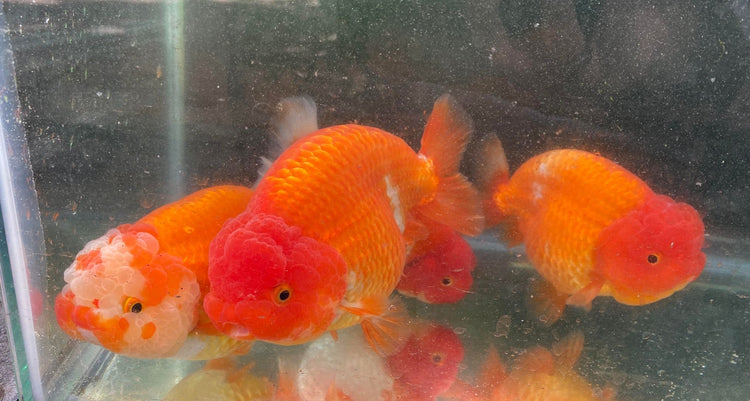 Ranchu Goldfish