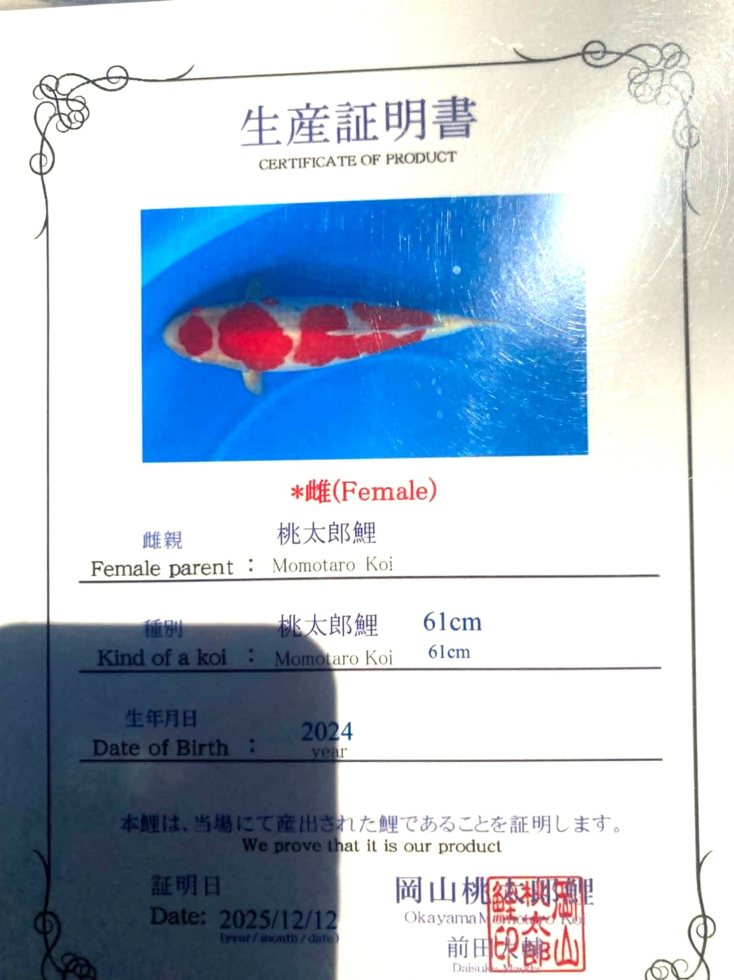 CERTIFIED MONOTARO KOHAKU FEMALE Nisai>Sansai 61cm
