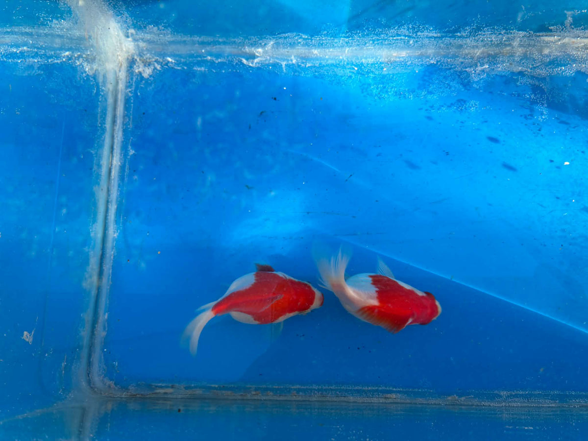 2 Red White Tamasaba Goldfish 3-4 Inch A