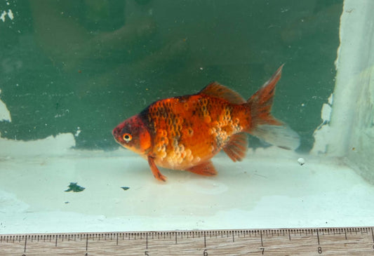 Tricolor Tosai Tamasaba 1 Yr Old Female Q