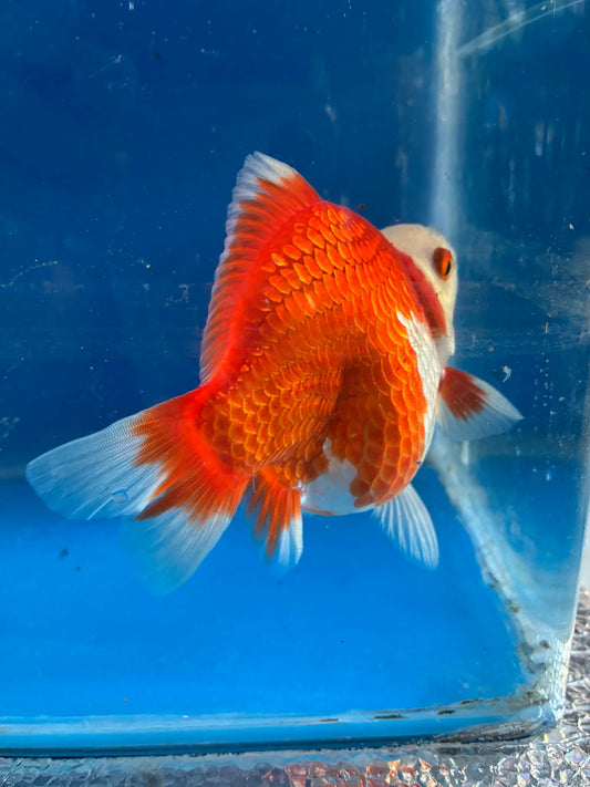 Red White Tamasaba 4-5 Inch defect