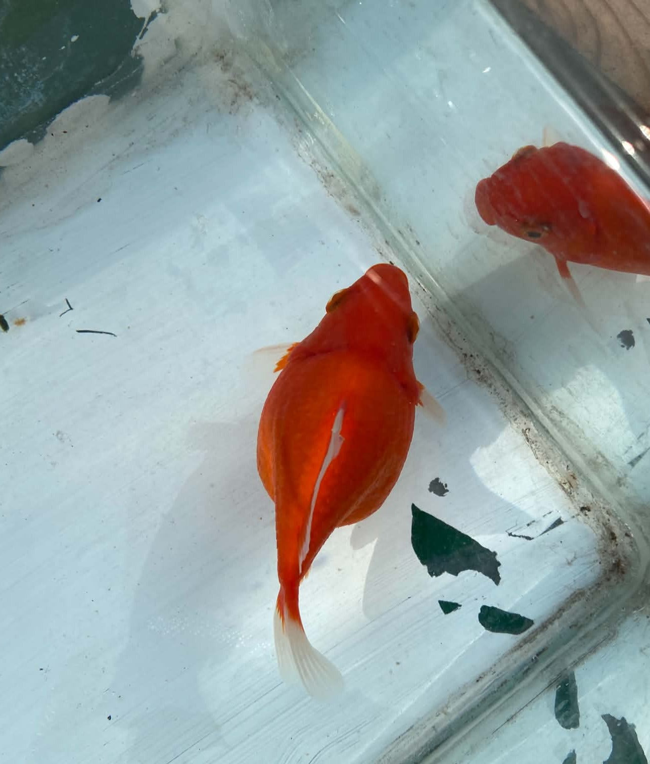 Jumbo Tamasaba 1 Year Old A