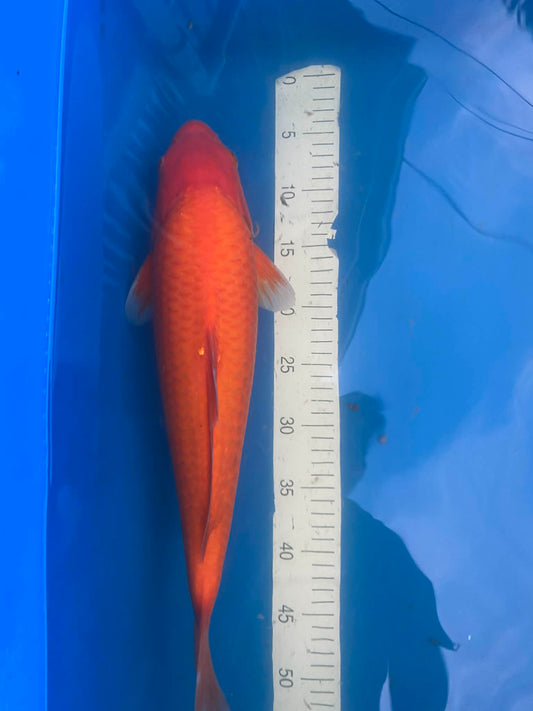 Karashi 1-2 years old 18 inch