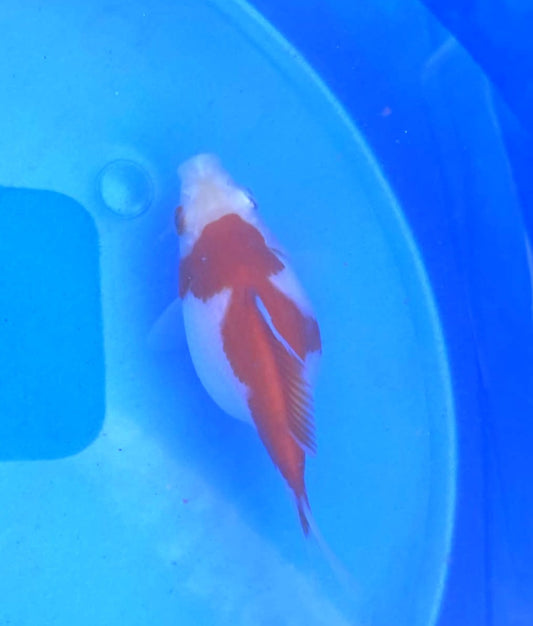 Jumbo Tamasaba Goldfish I