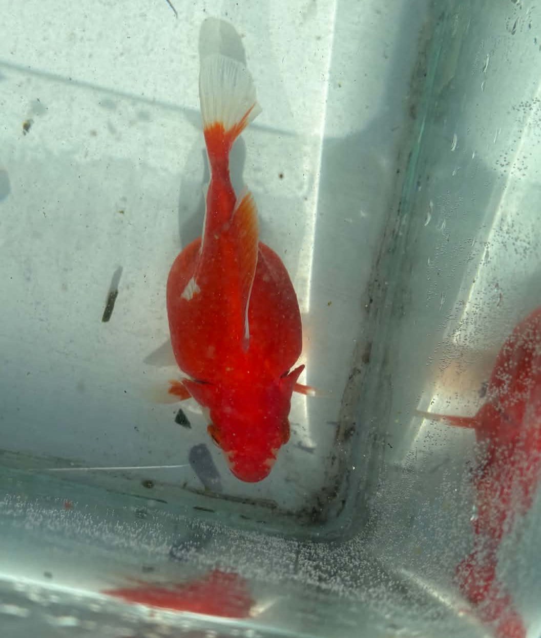 Red White Tamasaba 1 Year Old T