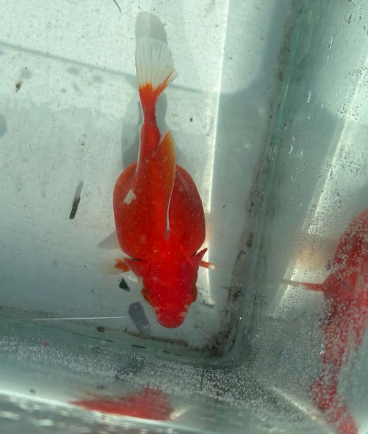 Red White Tamasaba 1 Year Old T