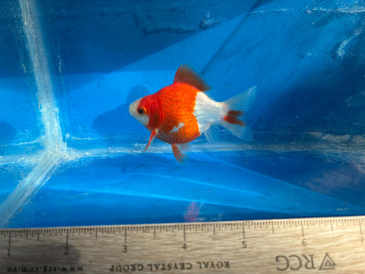 Red White Tamasaba Goldfish 3-4 Inch E